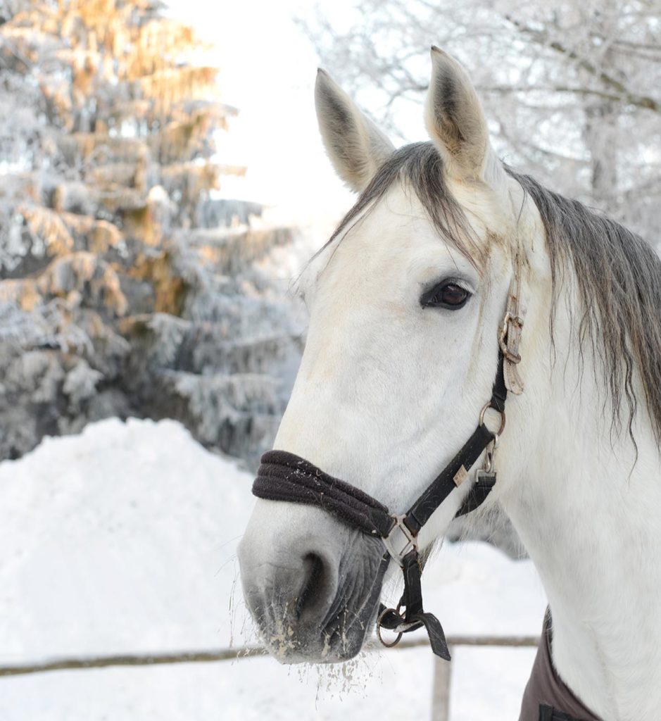 Pferd vom Waldgasthof Bad Einsiedel